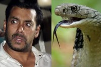 Salman Khan Galaxy Apartment Snake