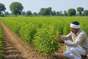 Sandalwood innovation