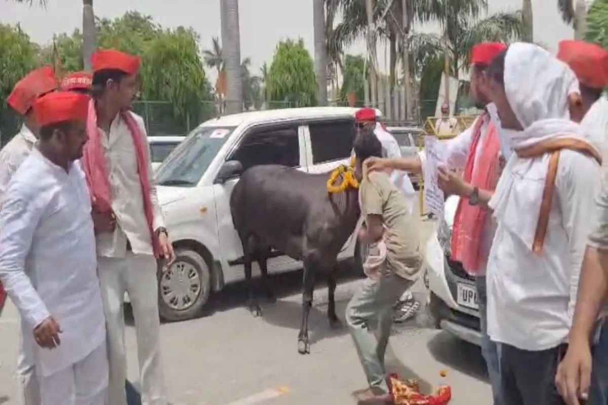 Sp workers cow protest