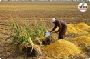 Sirohi Farmer Scheme