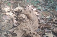 Couple skeleton, Love couple skeleton, Skeleton found in forest