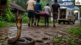 Snake Terror in Gopalganj