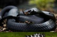 Snake bitem 2 child died from snake bite, Snake bite case