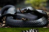 Snake bitem 2 child died from snake bite, Snake bite case