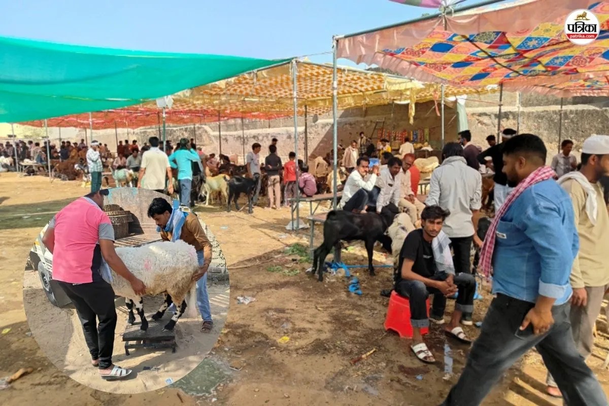 Sujangarh Bakra Mandi