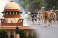 Supreme Court on Stray Dogs