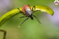 Tick-borne diseases in India,NEJM report on tick-borne disease,Congo fever symptoms and prevention,