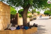 Tree Shade Becomes Lifesaver