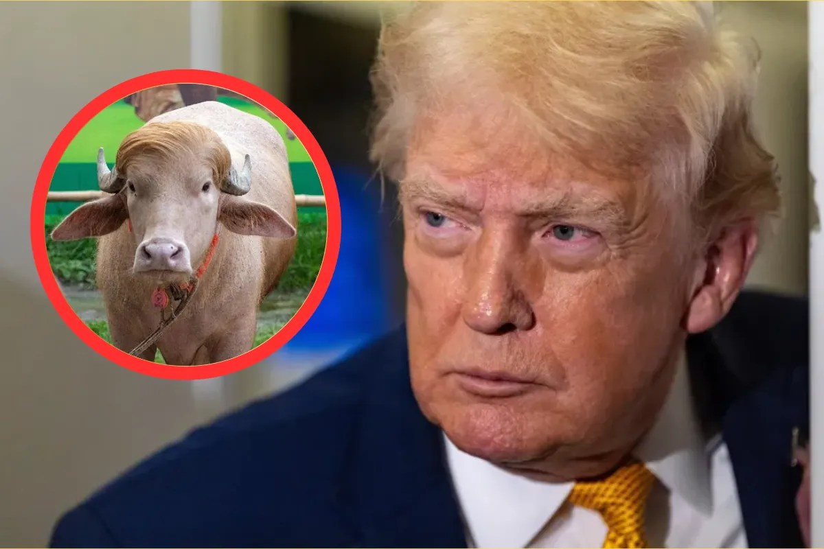 Trump buffalo meme