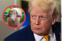 Trump buffalo meme