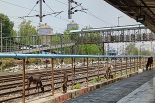 Stray cattle on railway tracks pose a growing threat, increasing the risk of train accidents.
