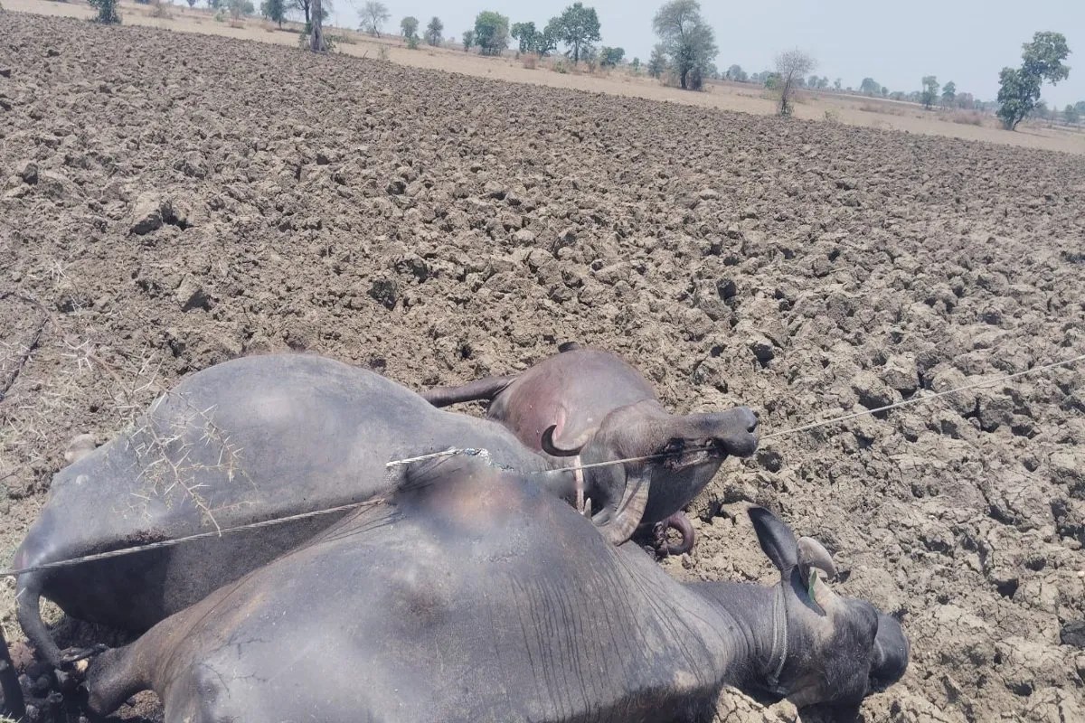 Negligence by the power company: 11 KV line wires were dangling for four days, three buffaloes and a cow died after coming into contact with them.