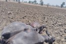 Negligence by the power company: 11 KV line wires were dangling for four days, three buffaloes and a cow died after coming into contact with them.