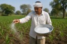 Soil contains sufficient nitrogen, yet urea is being used indiscriminately, causing soil degradation.