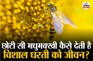 World Bee Day 2026 Bee Pollination Save Bees Save Earth
