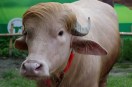 Albino 'Donald Trump' buffalo