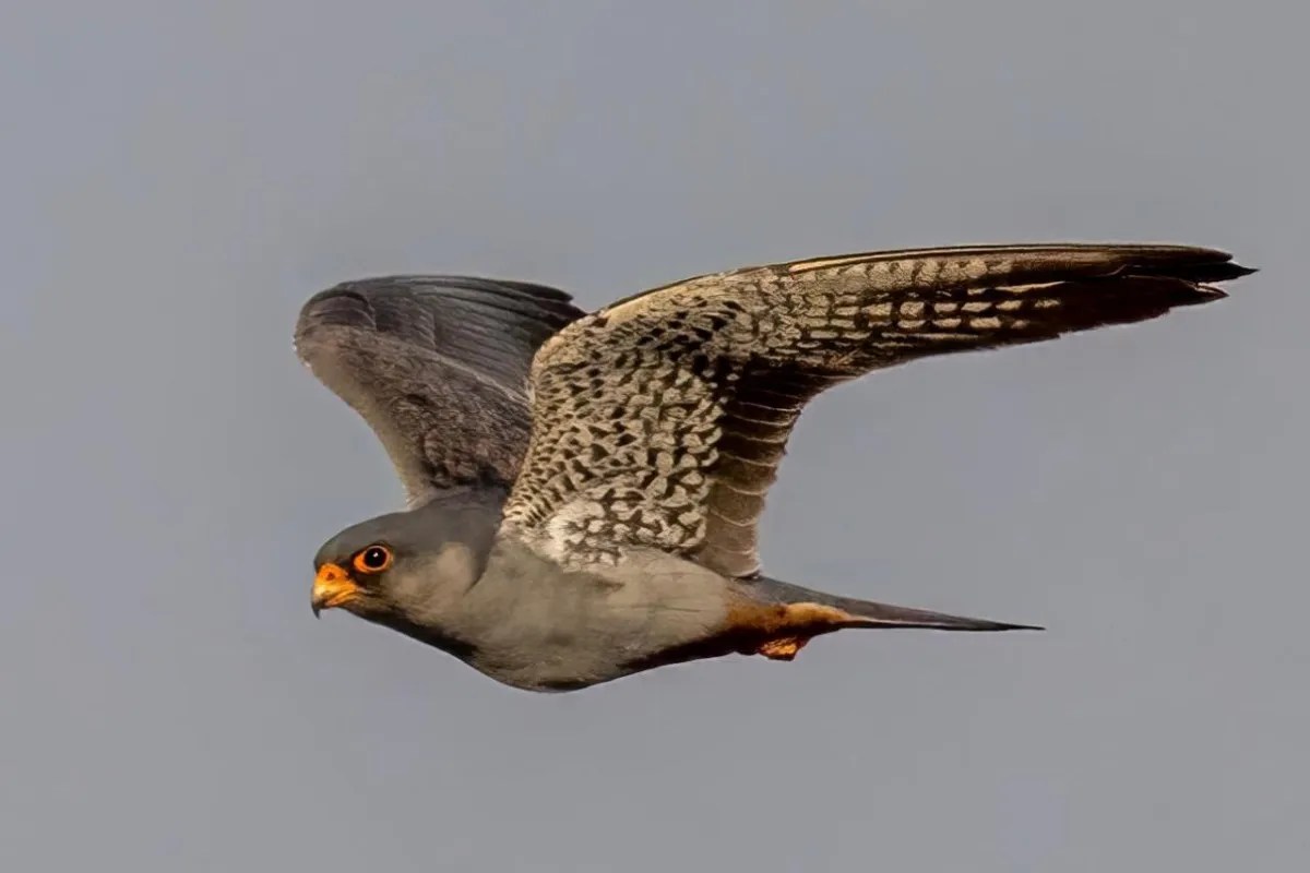 Amur Falcon