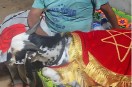 Bakrid market