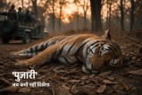 Bandhavgarh Tiger Reserve news