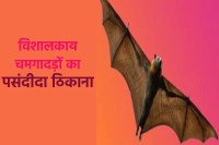 Kamla Park is the largest colony of bats