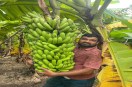 After His Father's Death from Cancer, Kalpesh Chose the Path of Natural Farming