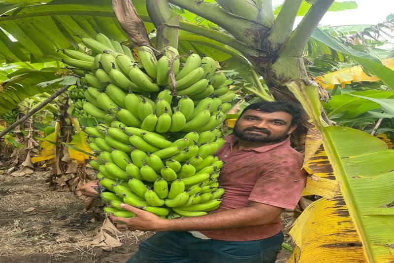 After His Father's Death from Cancer, Kalpesh Chose the Path of Natural Farming