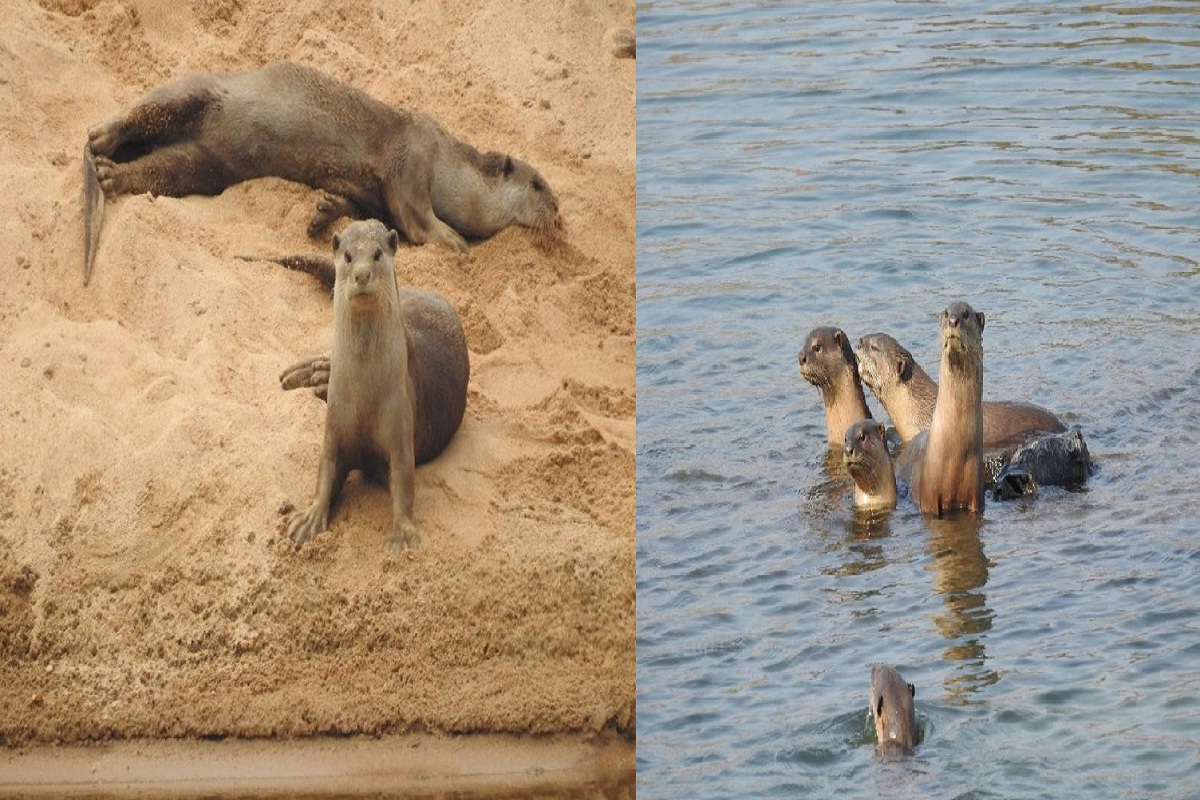 Chhattisgarh Wildlife