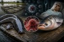 Thai Mangur fish