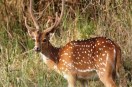 chital