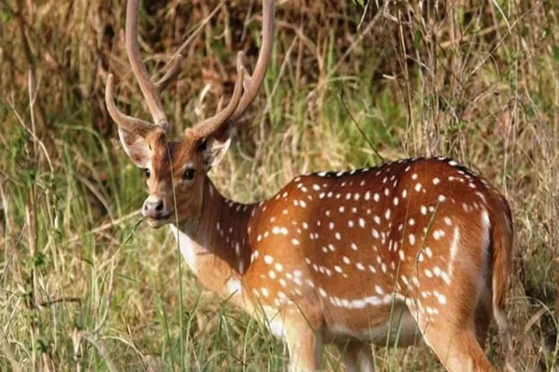 chital