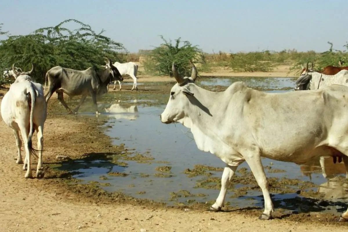 Cows