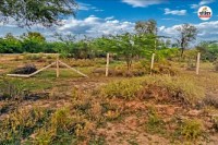 NGT strict on deemed forest Answer sought from Rajasthan government Environmentalists happy with order