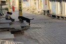 summer effect on dog
