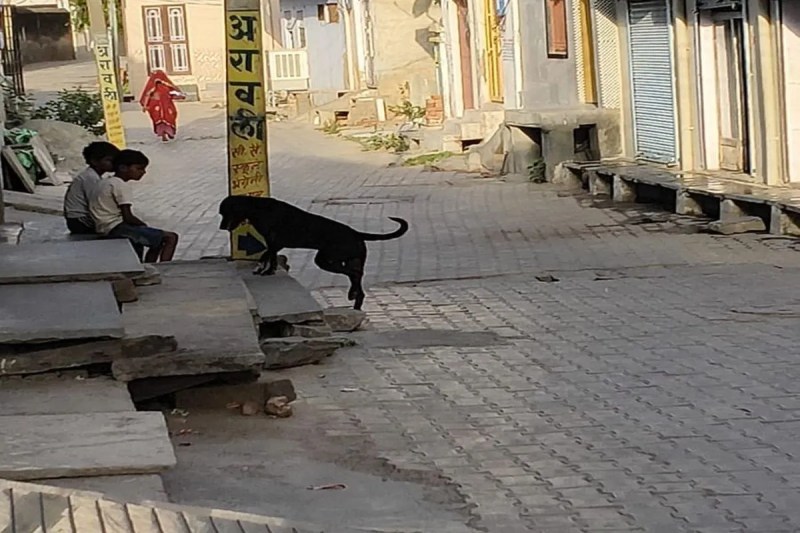 summer effect on dog