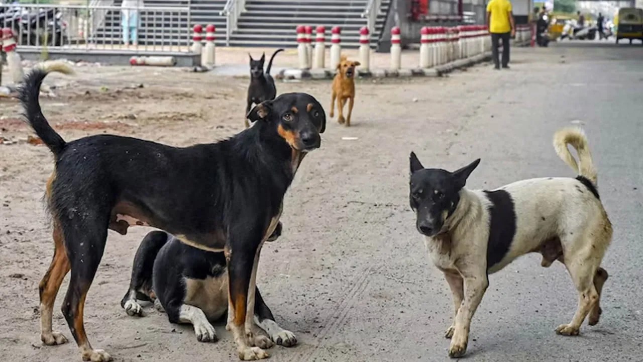 dogs order'