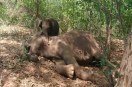 elephant death