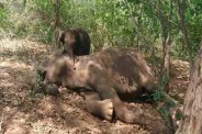 elephant death