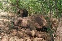 elephant death