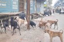 जिले में किसी शहर की गली-मोहल्ला हो या फिर गांव-कस्बों की गलियां हर जगह आवारा श्वानों का झुंड आसानी से दिख जाता है। जिनसे हर आने-जाने वाले को खतरा रहता है कि कहीं कोई श्वान उन्हें अपना शिकार न बना ले। जिले में बीते चार माह में ही श्वानों के हमले से करीब 827 लोग जख्मी हो चुके हैं।