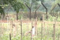 BSF fencing near Siliguri on the India-Bangladesh border.