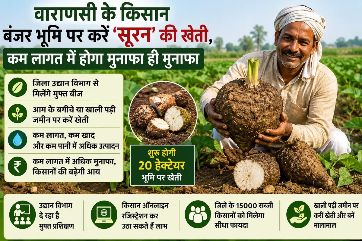 Suran farming