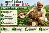Suran farming