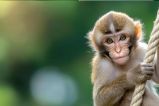Monkey snatches Rs 2 lakh