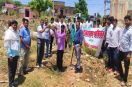 karauli nwsx