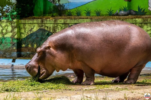 Rani Baug Deva Hippo Died