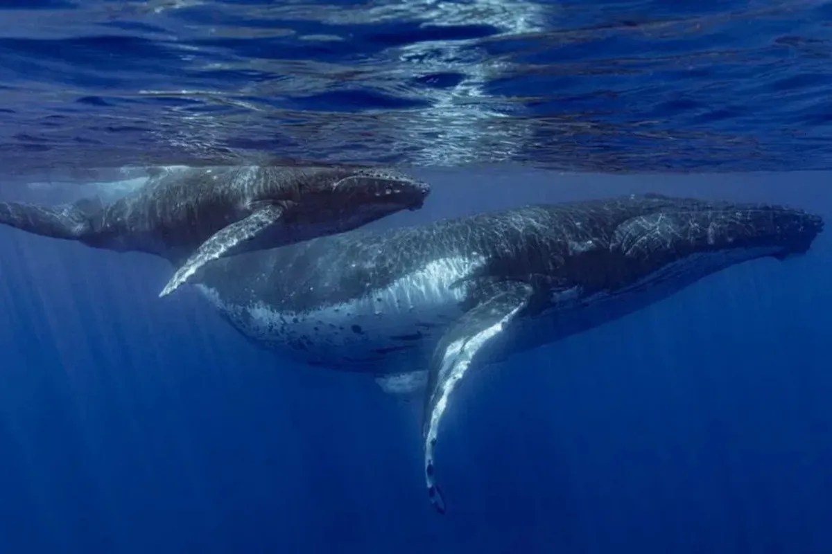 Humpback whales