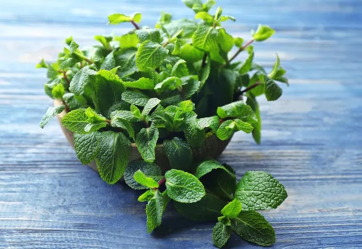 Pudina health benefits