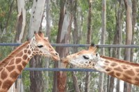 giraffe pair comes from mysore zoo