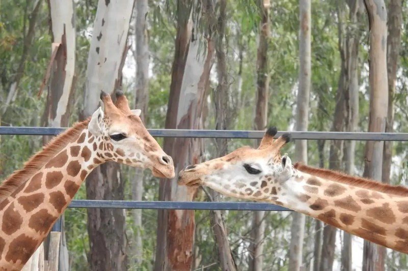 giraffe pair comes from mysore zoo