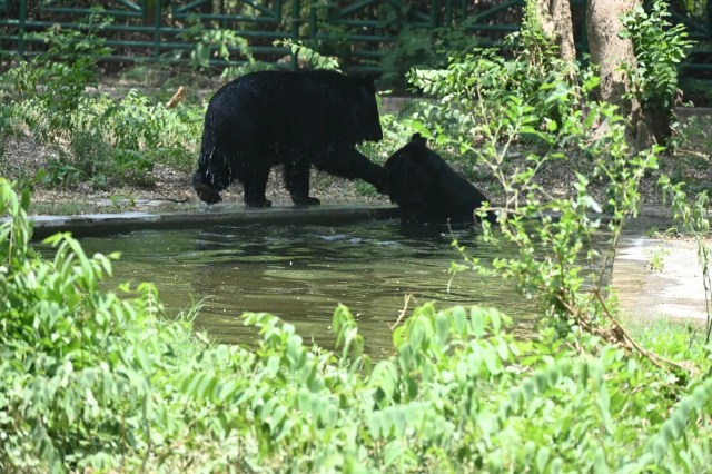 Yogi heat wave-alert Action